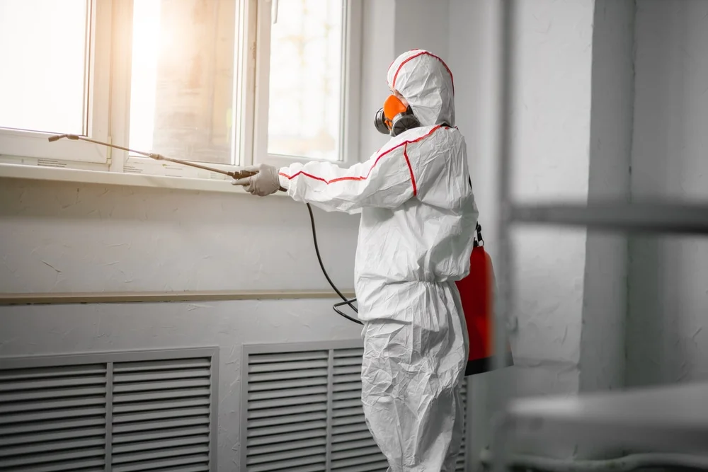 Professional mold remediation services in Jasper, GA